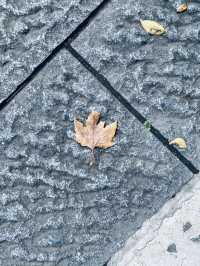 蘇軾筆下之🏞️聖湖🍁美人