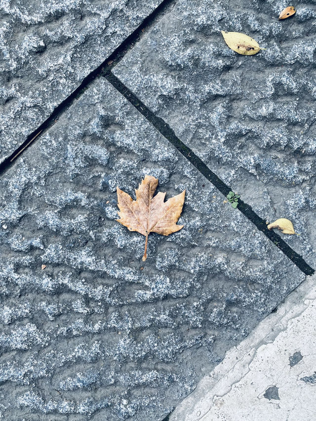 蘇軾筆下之🏞️聖湖🍁美人