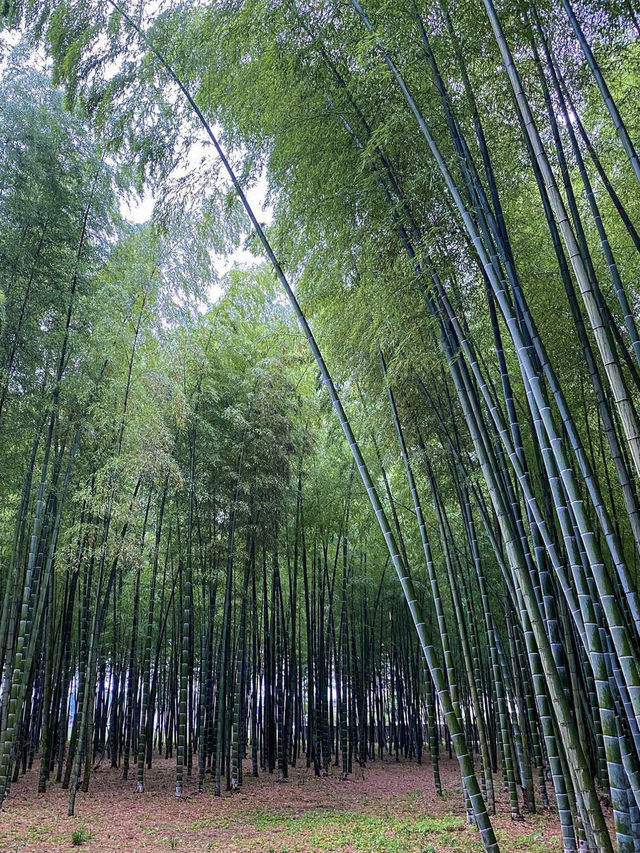 【栃木】美しい竹林