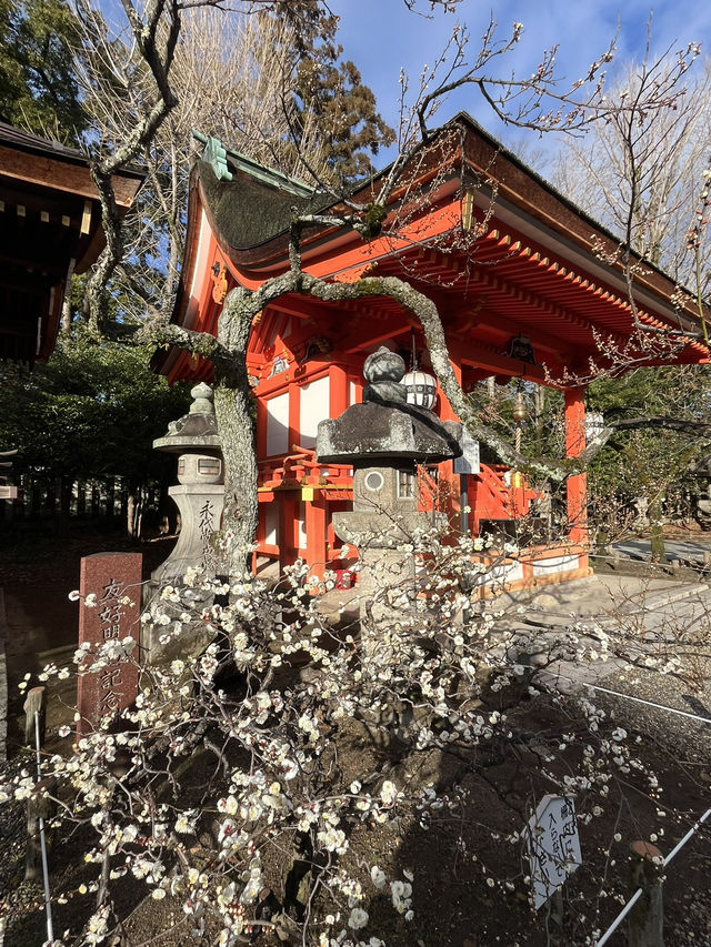 北野天滿宮賞梅
