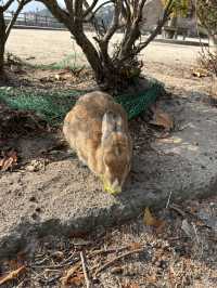 可愛兔子島