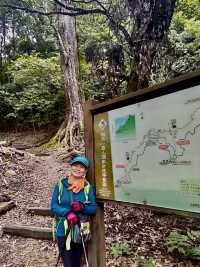 大雪山國家森林遊樂區賞參天巨木