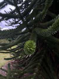 【London ,Kew gardens】
