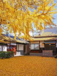 大阪難宗寺｜秋日限定的銀杏黃，美哭了！ 🍂✨