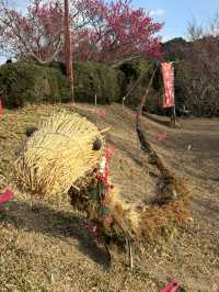 南部（みなべ）梅林へ今年初めての梅を見に❤️