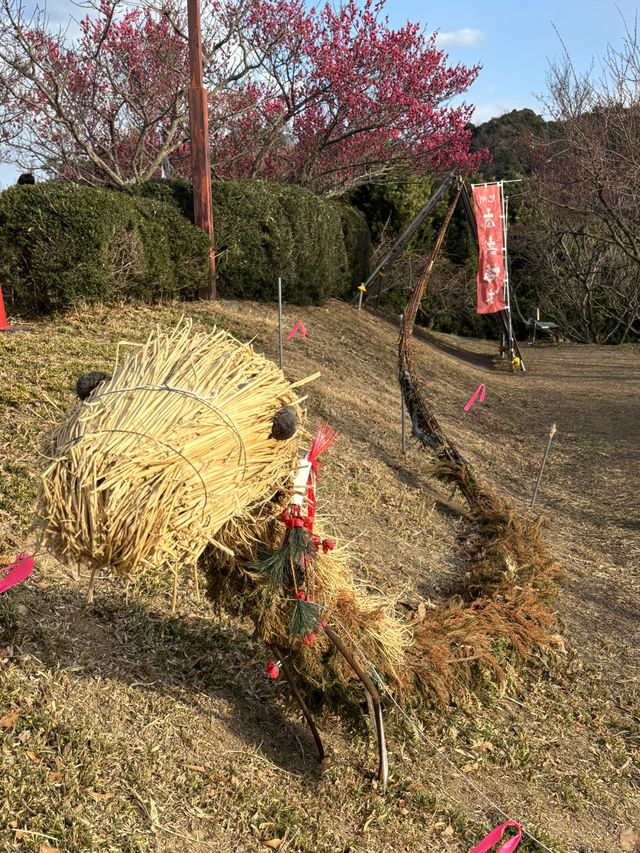 南部（みなべ）梅林へ今年初めての梅を見に❤️