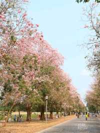 ชมดอกชมพูพันธุ์ทิพย์ ม. เกษตร กำแพงแสน นครปฐม