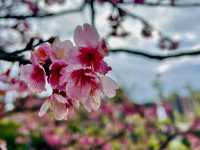 台北走春賞櫻的好去處~樂活公園及內溝溪步道