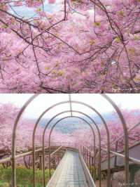 🌸 Matsuda Sakura Festival 🌸