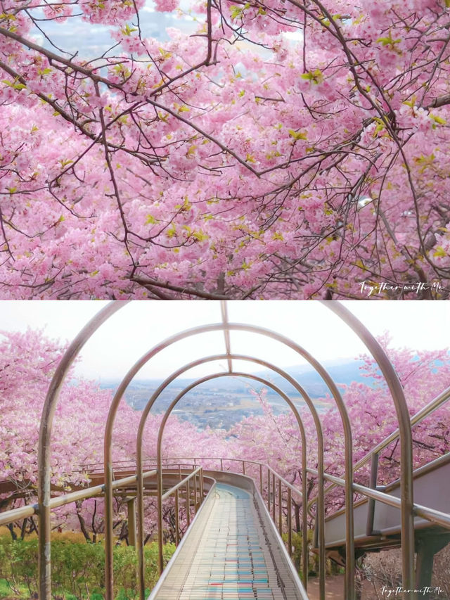 🌸 Matsuda Sakura Festival 🌸