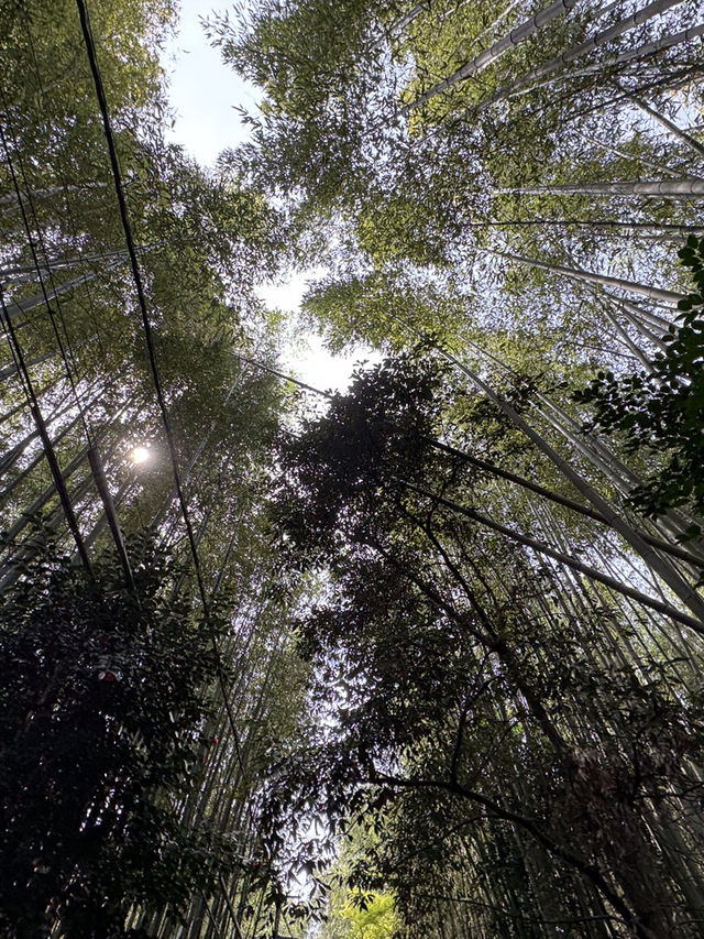 🌸 京都嵐山的櫻花與竹林交融：一場難忘的絕景之旅 🌿