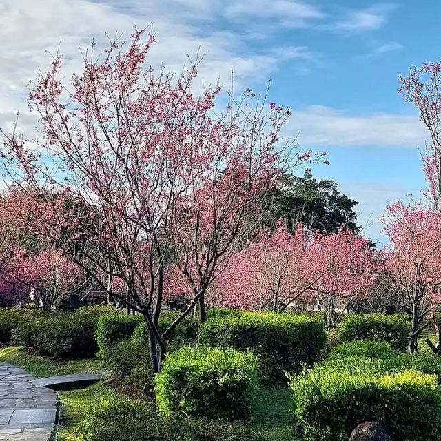 台北櫻花🌸陽明山下櫻花舞🩷花鐘閃耀映晴初🌸