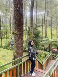 Orchid Forest