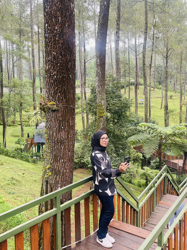 Orchid Forest