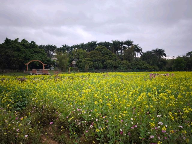 花海