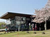 日本北陸櫻花絕景🌸 富岩運河環水公園