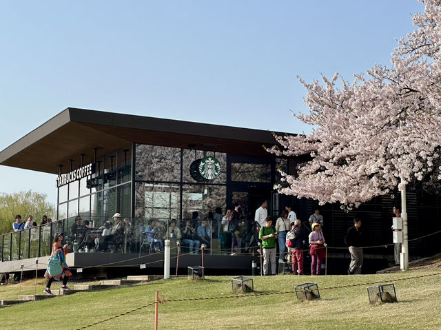 日本北陸櫻花絕景🌸 富岩運河環水公園
