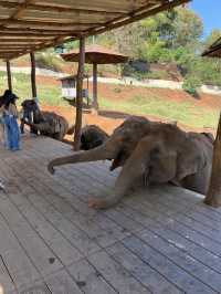 チェンマイ🇹🇭🐘と触れ合えるcafe