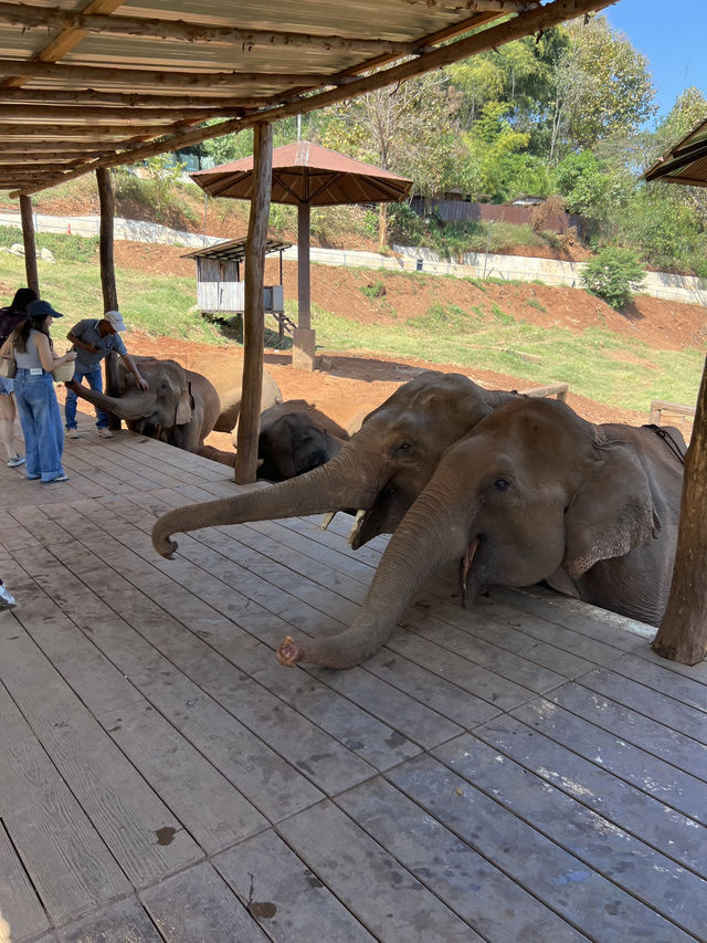 チェンマイ🇹🇭🐘と触れ合えるcafe