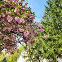 충주댐은 겹벚꽃 명소🌸