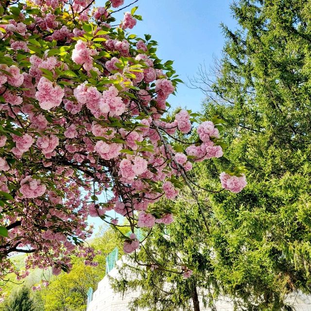 충주댐은 겹벚꽃 명소🌸