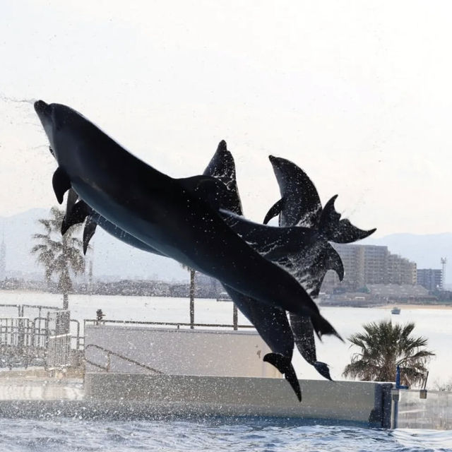 福岡の水族館『マリンワールド海の中道』🐠