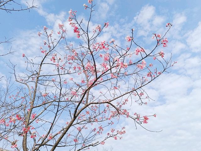 深圳賞櫻：小三洲塘南部櫻樂花谷櫻花情況