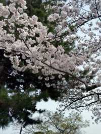 京都嵐山公園中之島地區：櫻花絢爛的春日夢 🌸🏞️