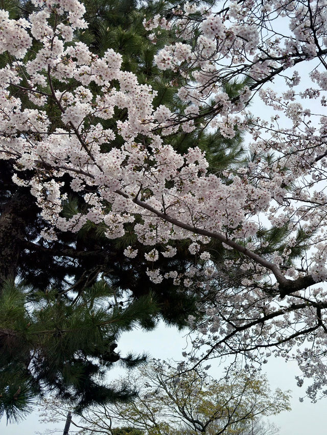 京都嵐山公園中之島地區：櫻花絢爛的春日夢 🌸🏞️