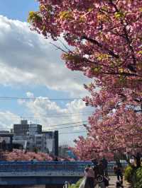 春日浪漫：東京木場公園的河津櫻與晴空塔的夢幻邂逅