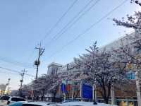  韓國入門款*必去櫻花路*清州無心川賞櫻**