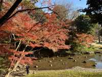 ชมใบไม้เปลี่ยนสีที่สวน Koishikawa Korakuen