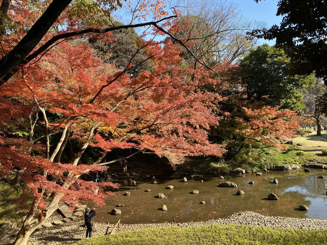 ชมใบไม้เปลี่ยนสีที่สวน Koishikawa Korakuen