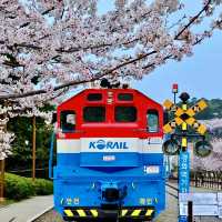 GYEONGHWA STATION | CHASING CHERRY BLOSSOMS