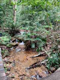 🌿 Hidden Gem in Kluang: Hill & Heal – Where Nature Meets Gastronomy!