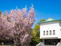 Chasing Sakura in Nagoya City 