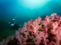 สำรวจ Dive site เกาะพระทอง