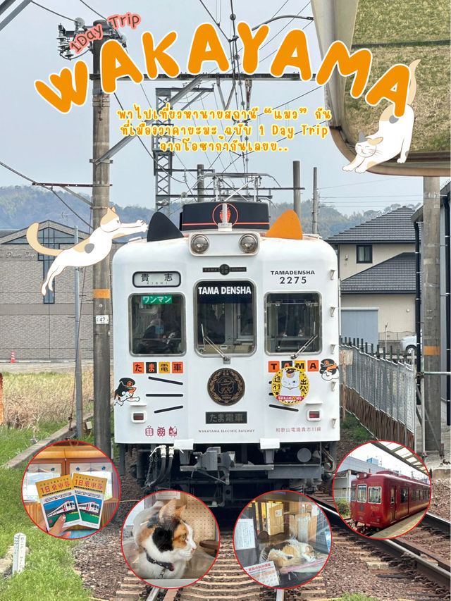เที่ยว 1 Day ไปนั่งรถไฟหานายสถานีแมวที่วาคายะมะ