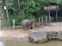 シンガポール動物園攻略！！