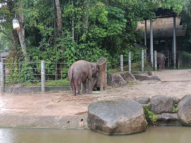 シンガポール動物園攻略！！