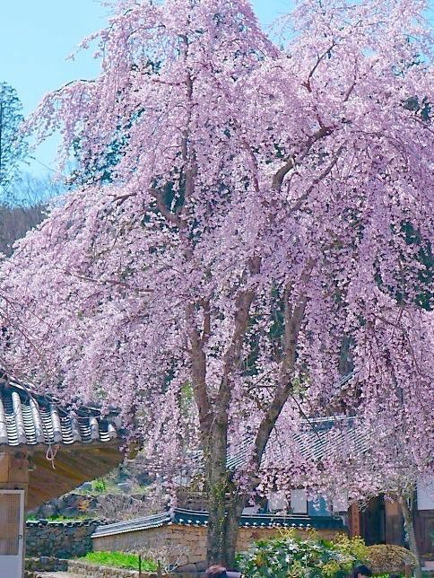 유명한 순찬 벚꽃 명소