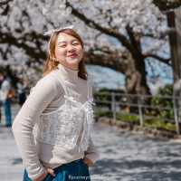 ดอกซากุระบานที่ Maizuru Park 🌸🗻🇯🇵