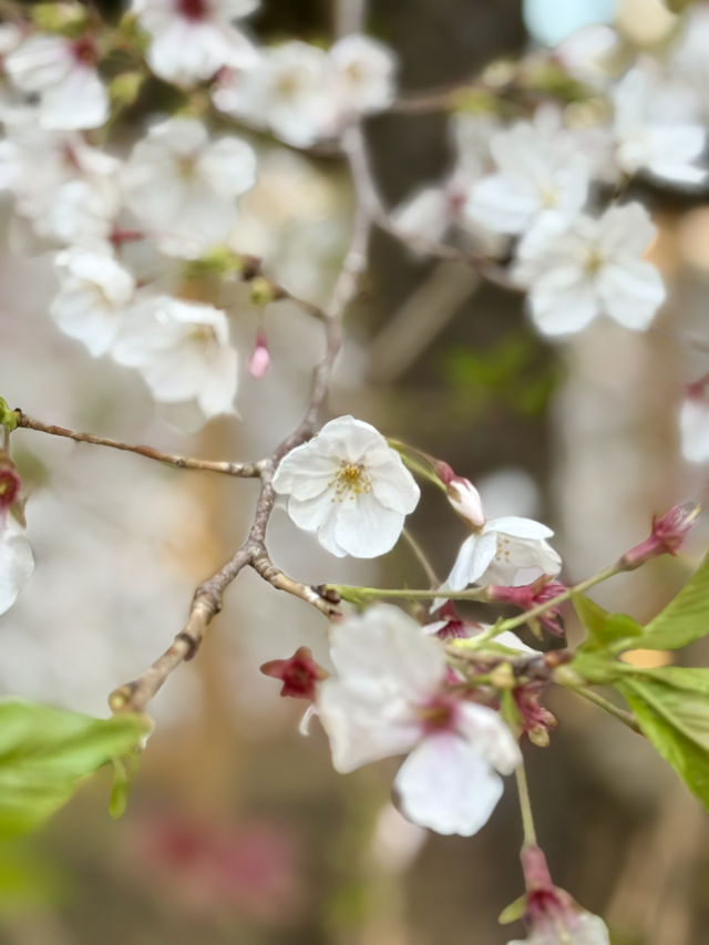 Spring at Akasaka Hikawa Shrine🌸