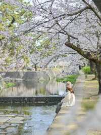 【兵庫/夙川】「さくら名所100選」に選ばれた桜の名所🌸