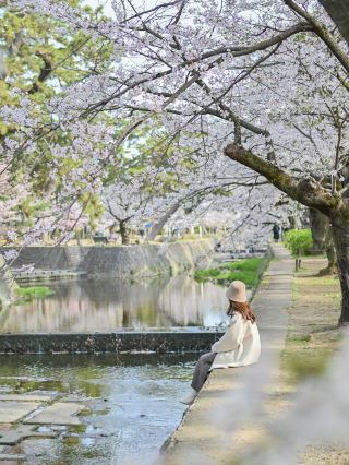 [兵庫/宿川]入選「櫻花名勝100選」的著名櫻花勝地🌸