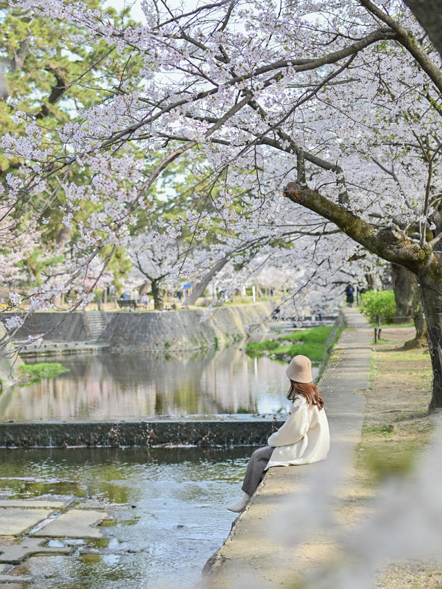 【兵庫/夙川】「さくら名所100選」に選ばれた桜の名所🌸