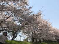 琵琶湖周辺の桜：湖畔で楽しむ春の絶景🌸