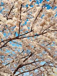 Seoun Park: Incheon's Green Space with Spring Blossom Surprises 