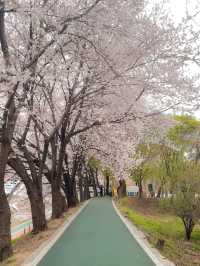 실시간 오늘자 벚꽃 만개한 양시숲 🍃🌸🌳