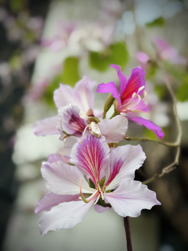 Strolling the Pearl River: Springtime Serenity in Guangzhou